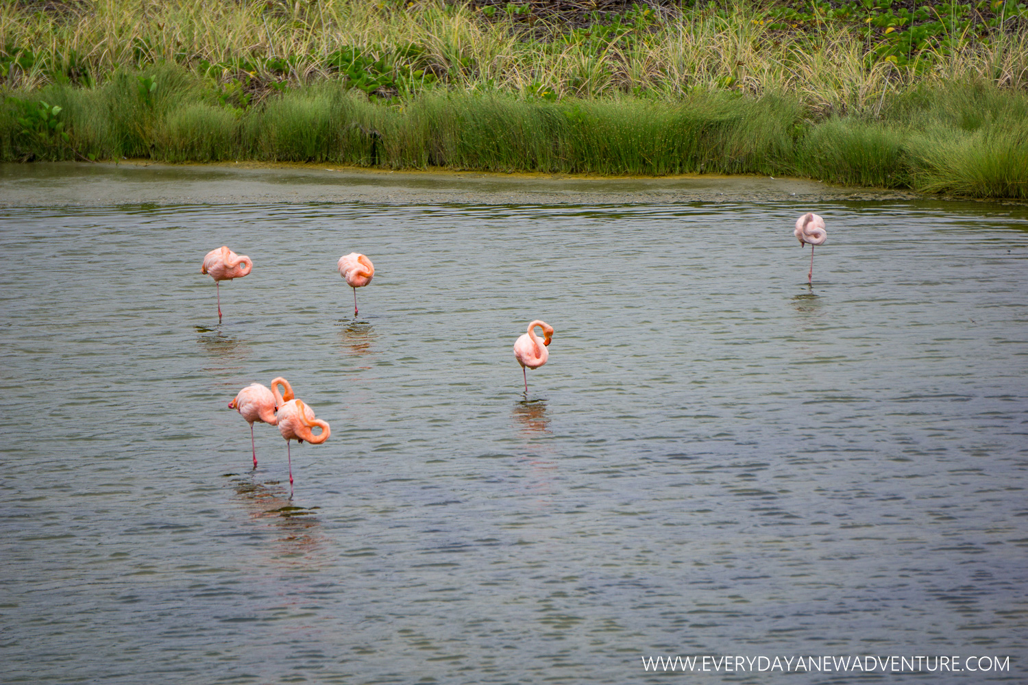 Flamingos!