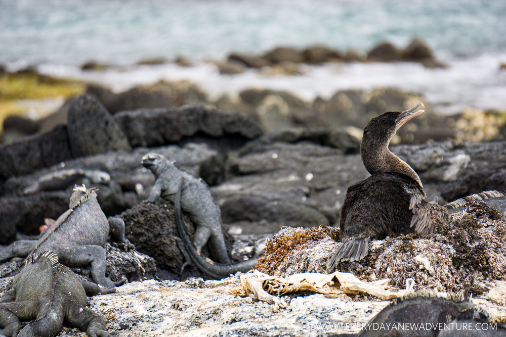 [SqSpGallery-016] Galapagos-519.jpg