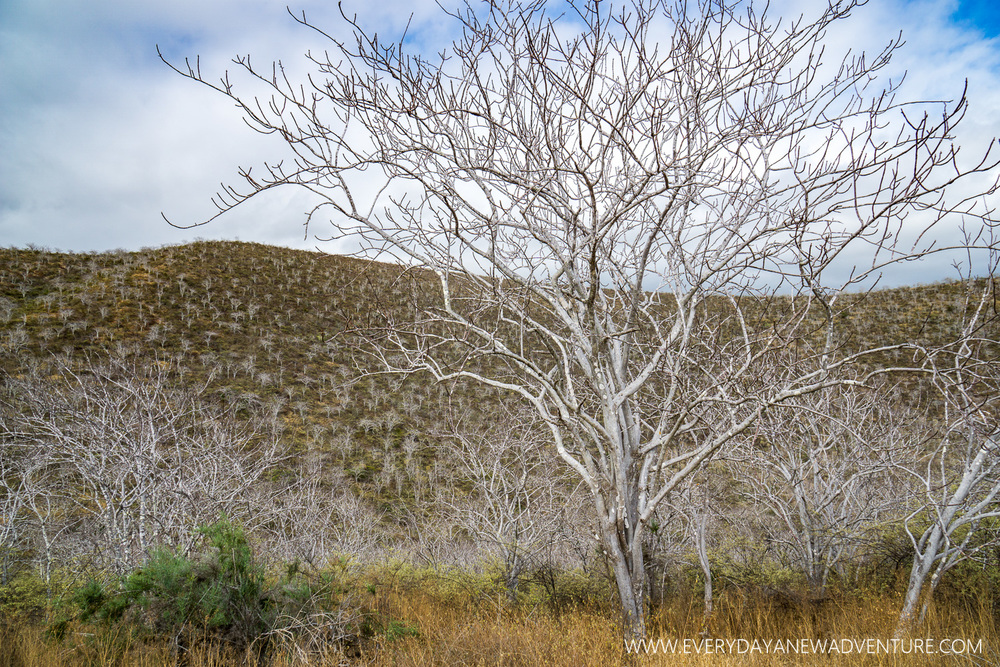 [SqSpGallery-023] Galapagos-760.jpg