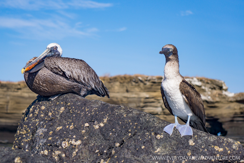 [SqSpGallery-030] Galapagos-1037.jpg