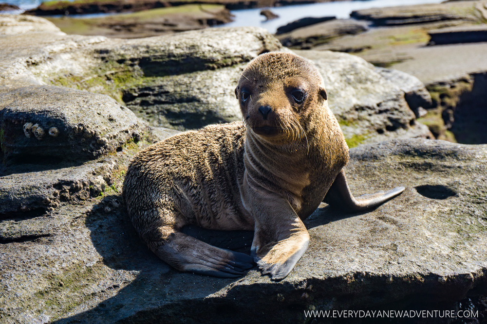 [SqSpGallery-033] Galapagos-1090.jpg