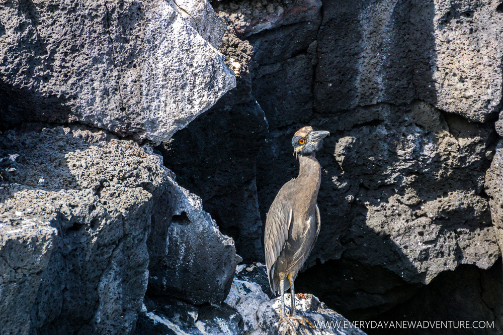 [SqSpGallery-036] Galapagos-1176.jpg