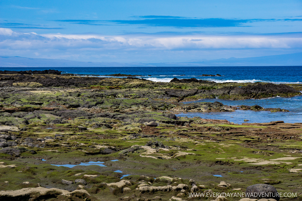 [SqSpGallery-041] Galapagos-1357.jpg