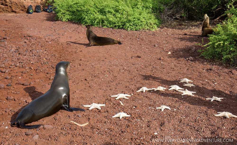 [SqSpGallery-053] Galapagos-1543.jpg