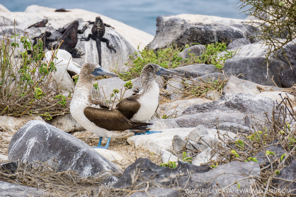 [SqSpGallery-093] Galapagos-2531.jpg