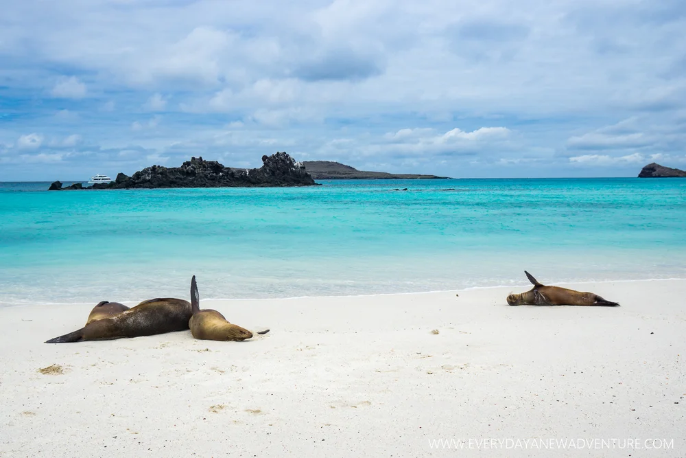 [SqSpGallery-110] Galapagos-3012.jpg
