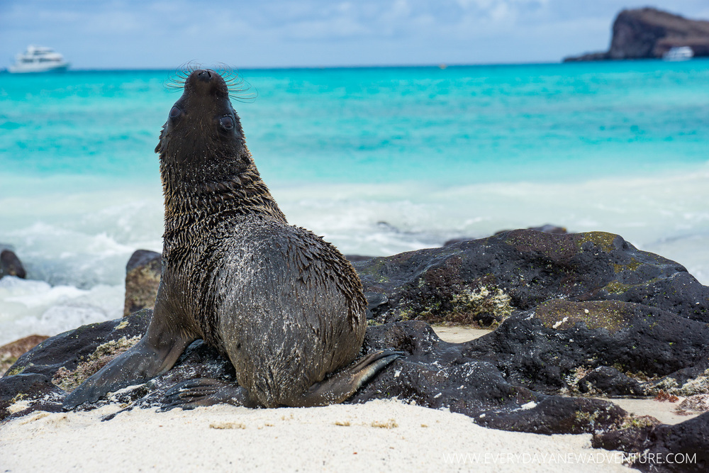 [SqSpGallery-112] Galapagos-3082.jpg