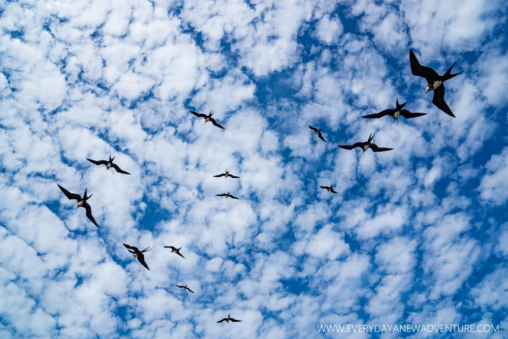 [SqSpGallery-121] Galapagos-3362.jpg