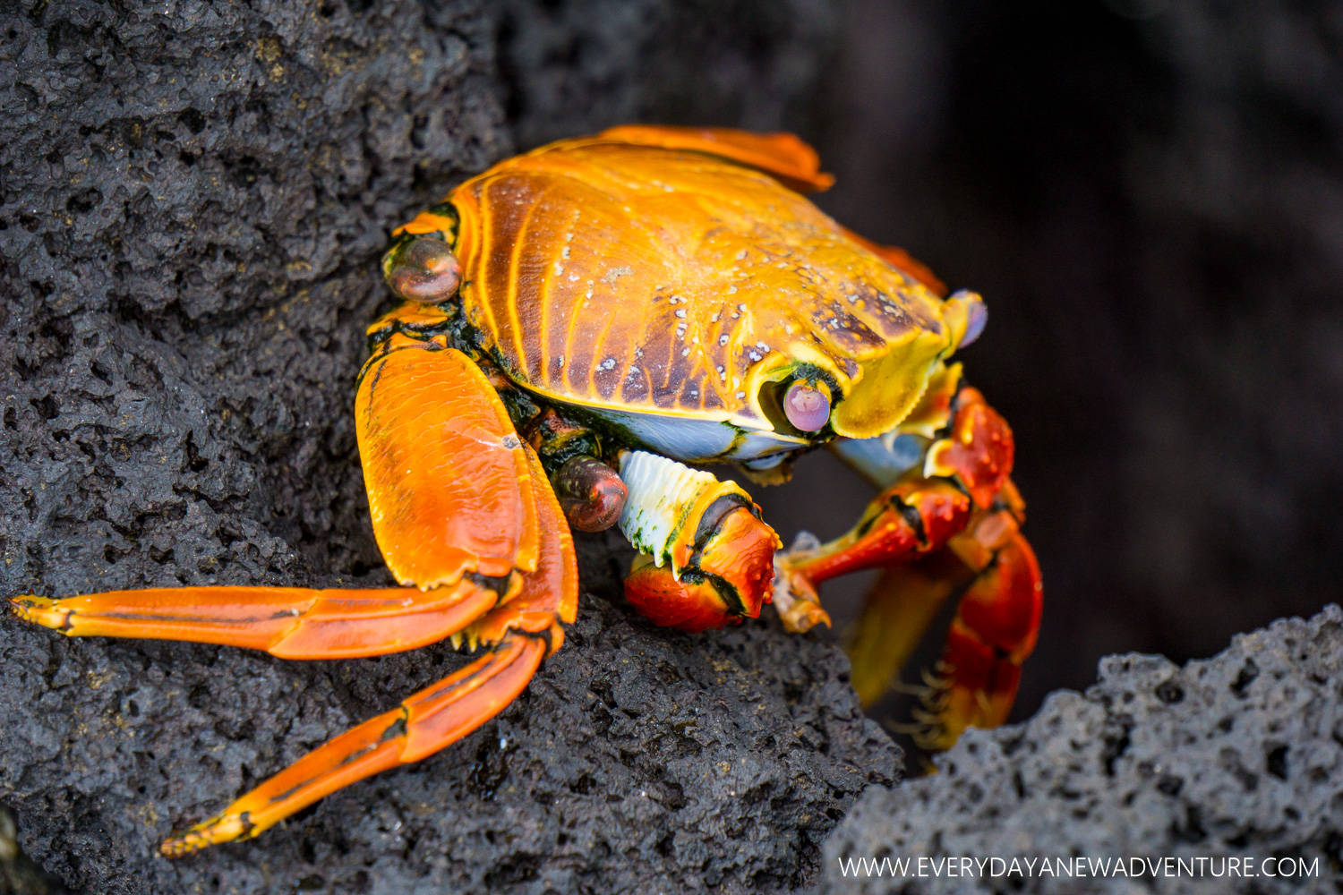 Such colorful crabs!