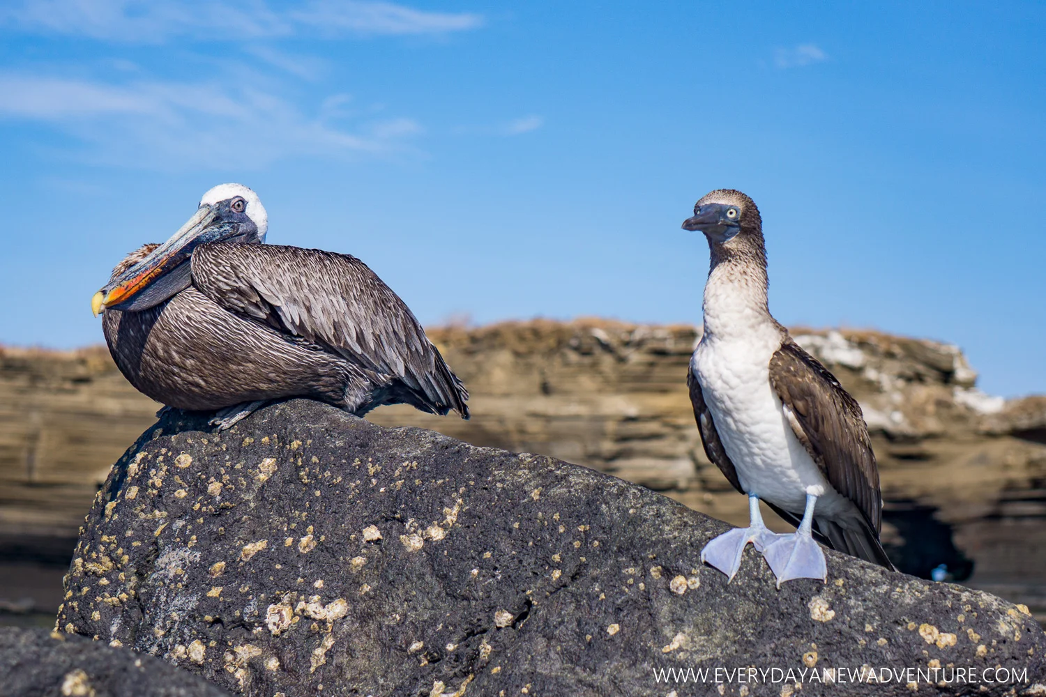 We love how stupid the Blu Footed Boobies look, especially next to the wise old pelican!