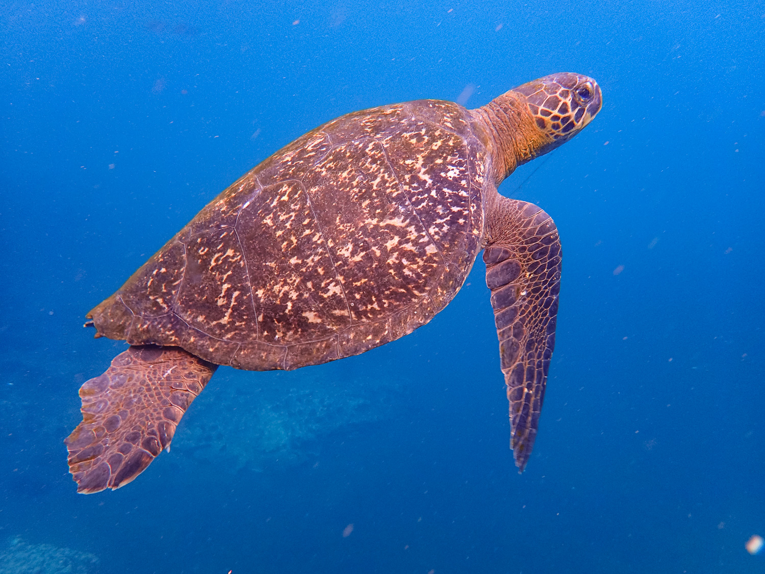 Swimming with beautiful sea turtles! (Photo courtesy of Victor)