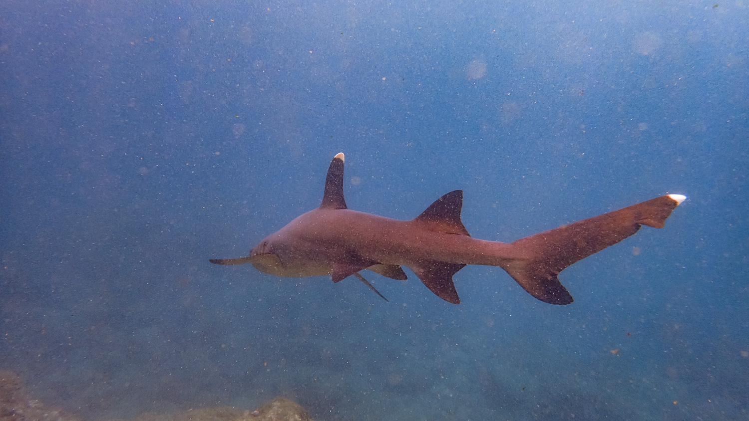 Swimming with White Tipped Sharks! (Photo courtesy of Victor)