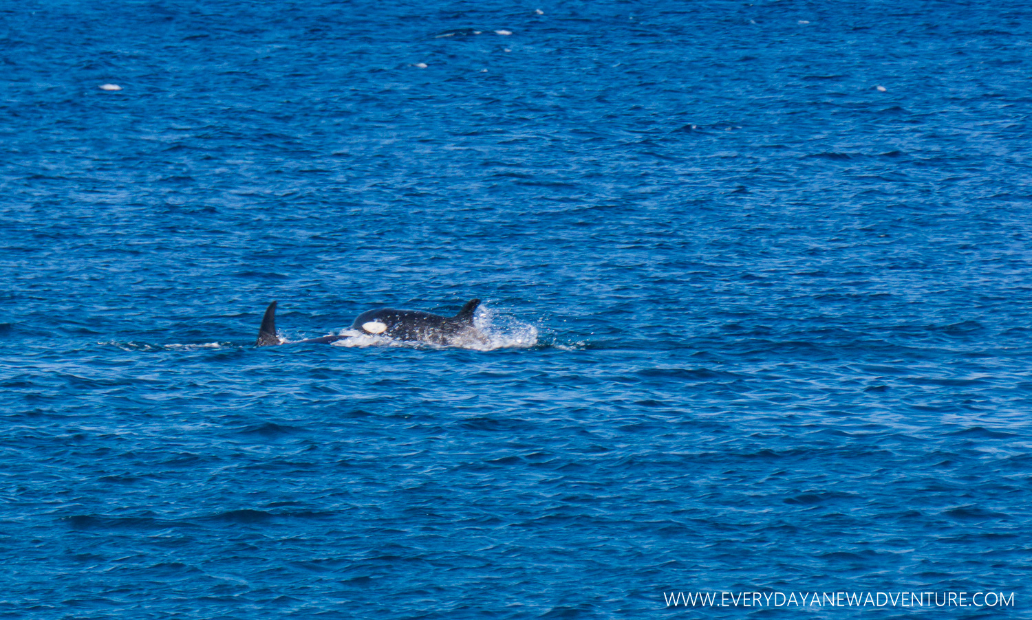 Orcas off the coast of Isabela.
