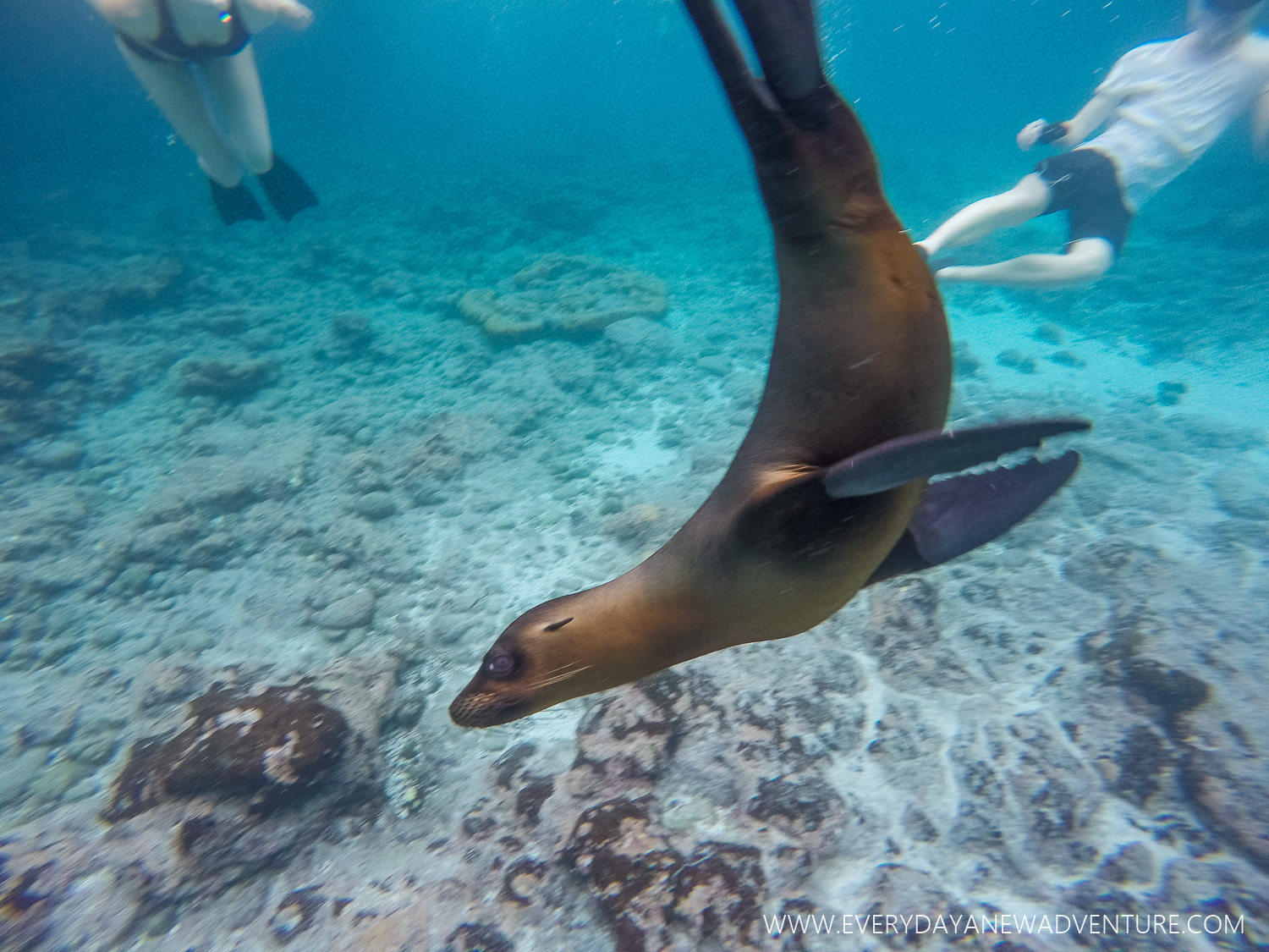 Swimming with our new friend at Devil's Crown.
