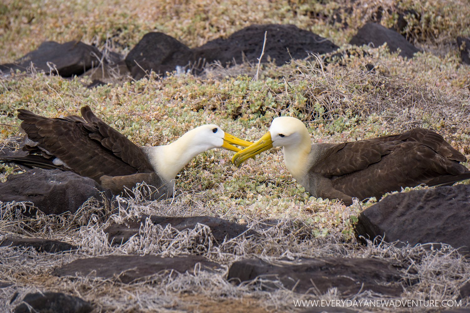 A mating pair of albatross.