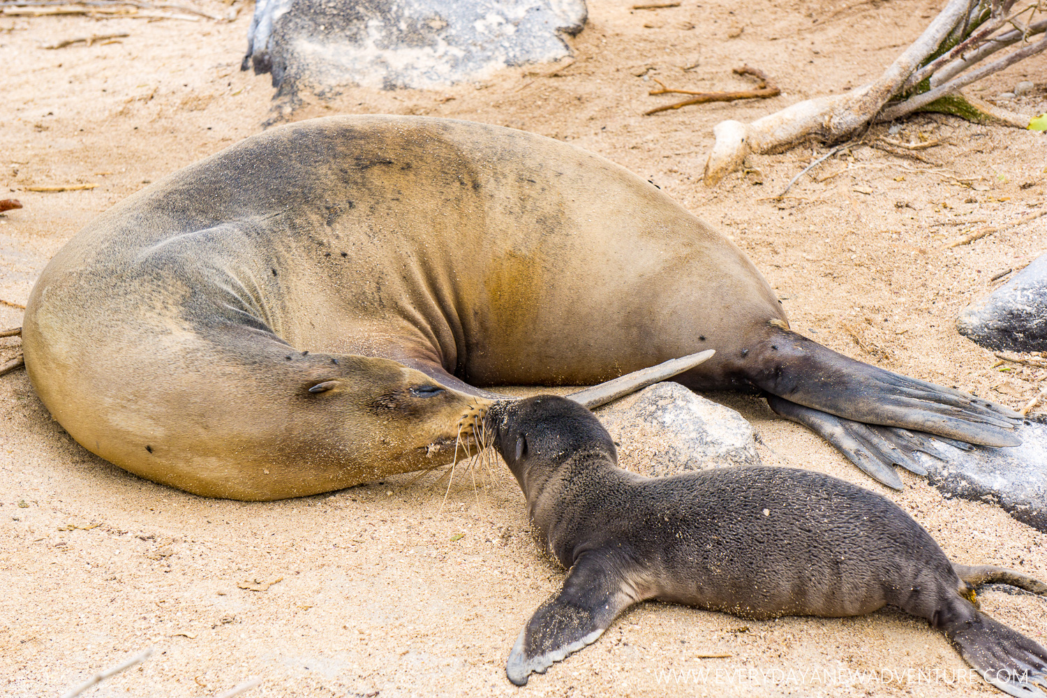 A baby sea lion getting a little smooch from mom!