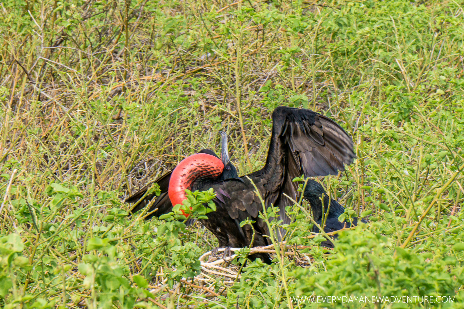 A male frigatebird trying to attract a mate by inflating his red throut pouch. Poor guy was turned down.