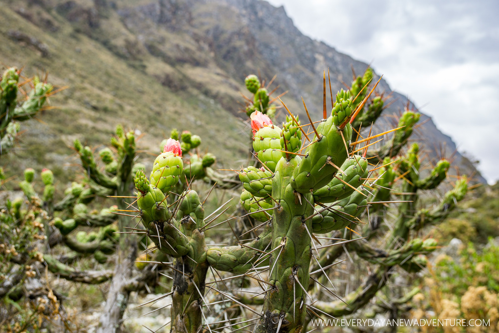 [SqSp Blog-055] Huaraz-08339.jpg