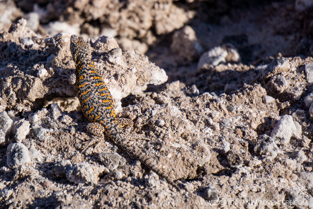 [SqSp Blog-026] San Pedro de Atacama-06491.jpg