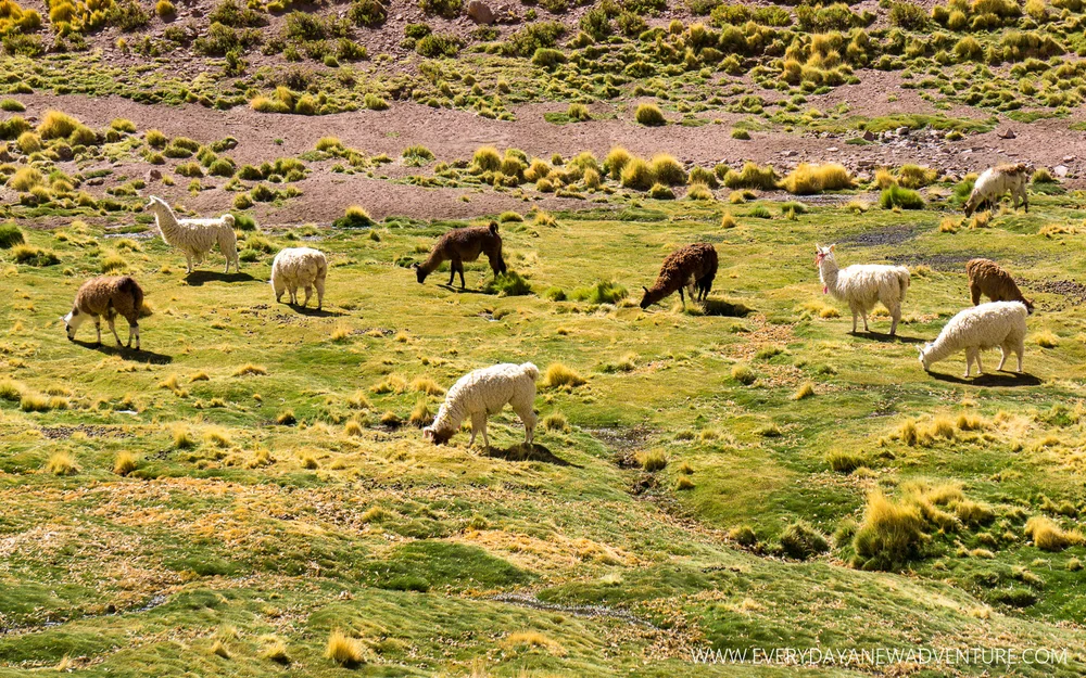 [SqSp Blog-037] San Pedro de Atacama-03058.jpg