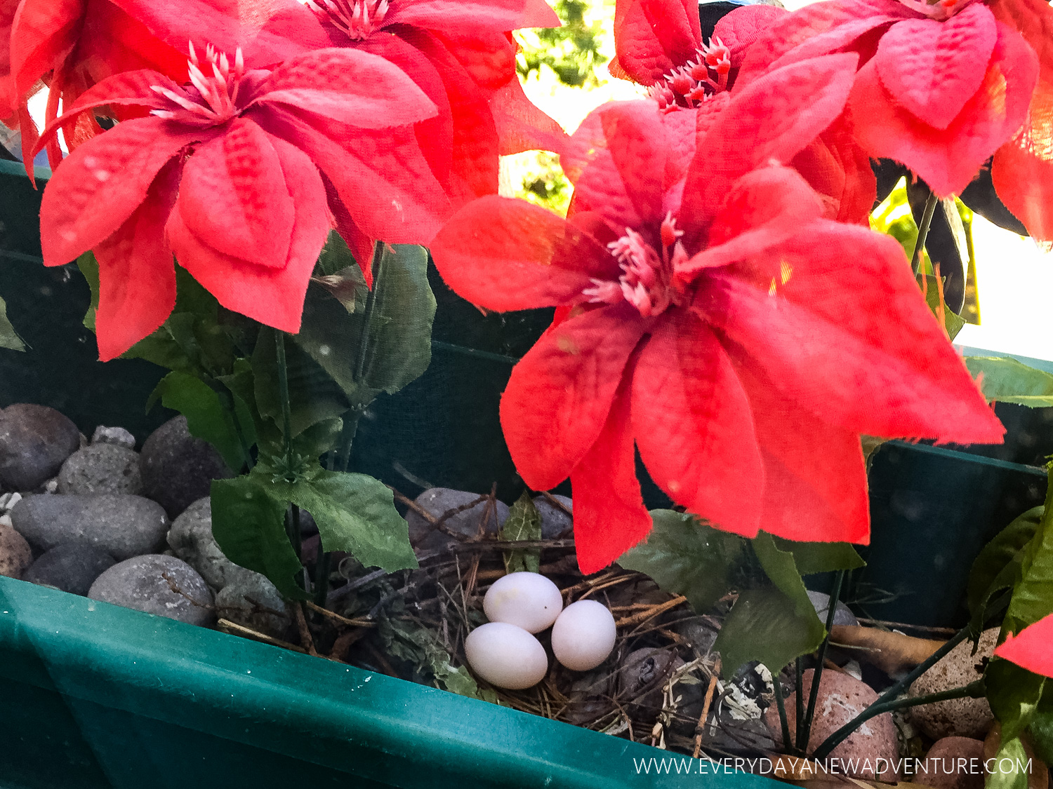 While the dove was away, we snapped some photos of her pretty pink eggs!