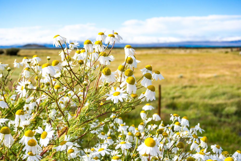 [SqSp Blog-009] El Calafate-15.jpg