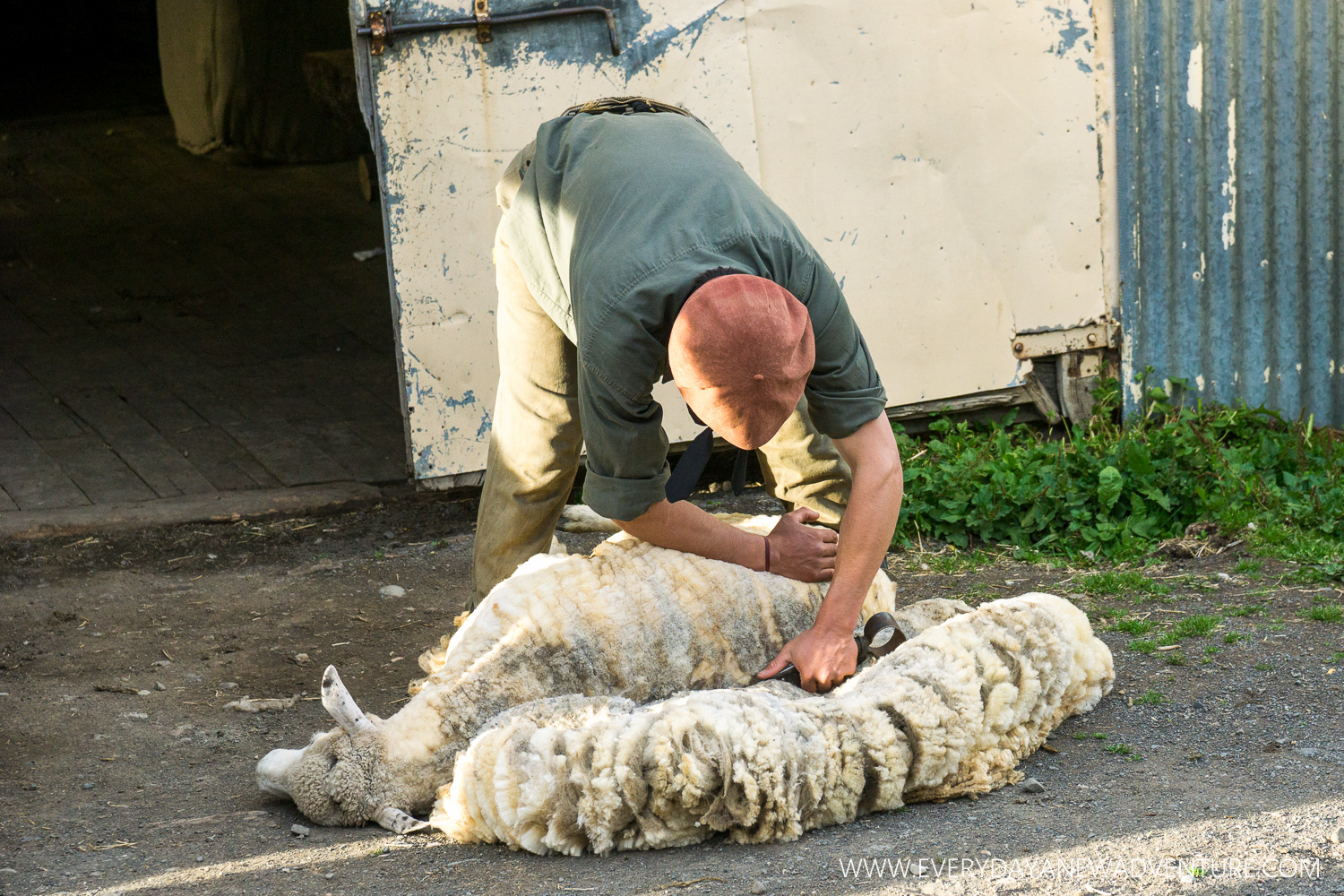 Moncho shearing a sheep.