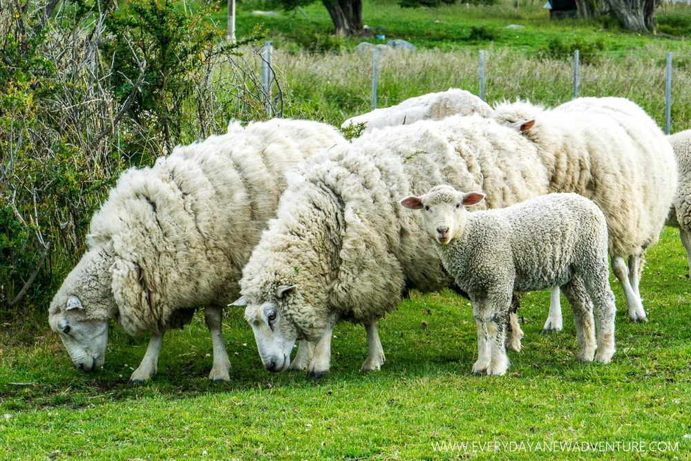 [SqSp Blog-003] Nibepo Aike-08124.jpg