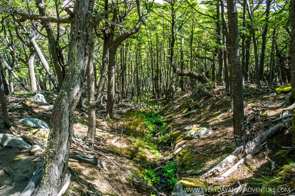 [SqSp Blog-032] Torres del Paine-04598.jpg