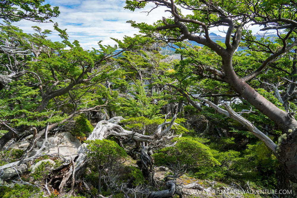 [SqSp Blog-055] Torres del Paine-05188.jpg