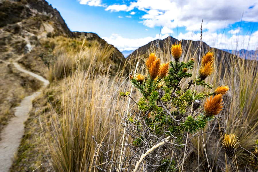 High Elevation Plants