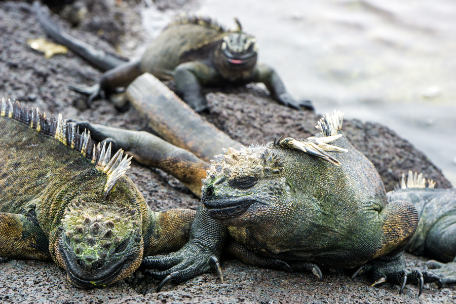 Scaley Friends