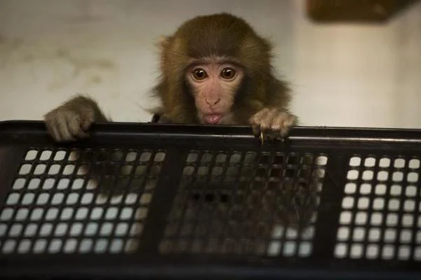 Darwin exploring his new home at Story Book Farm Primate Sanctuary.