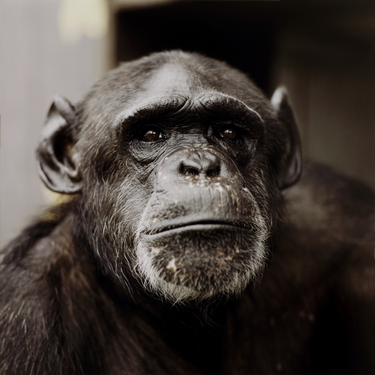 Pepper (photo: Frank Noelker)