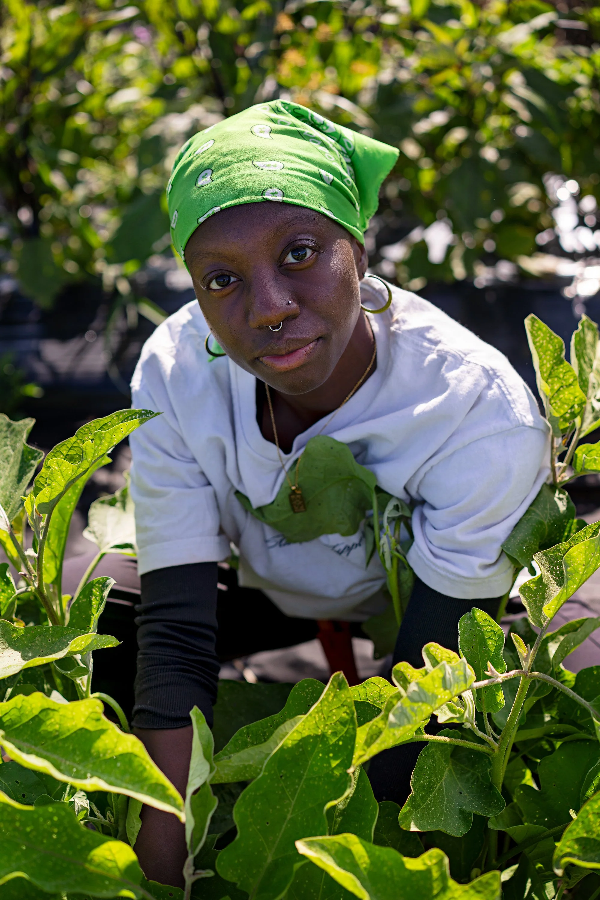 Tolu, Rock Steady Farm (Millerton, NY)