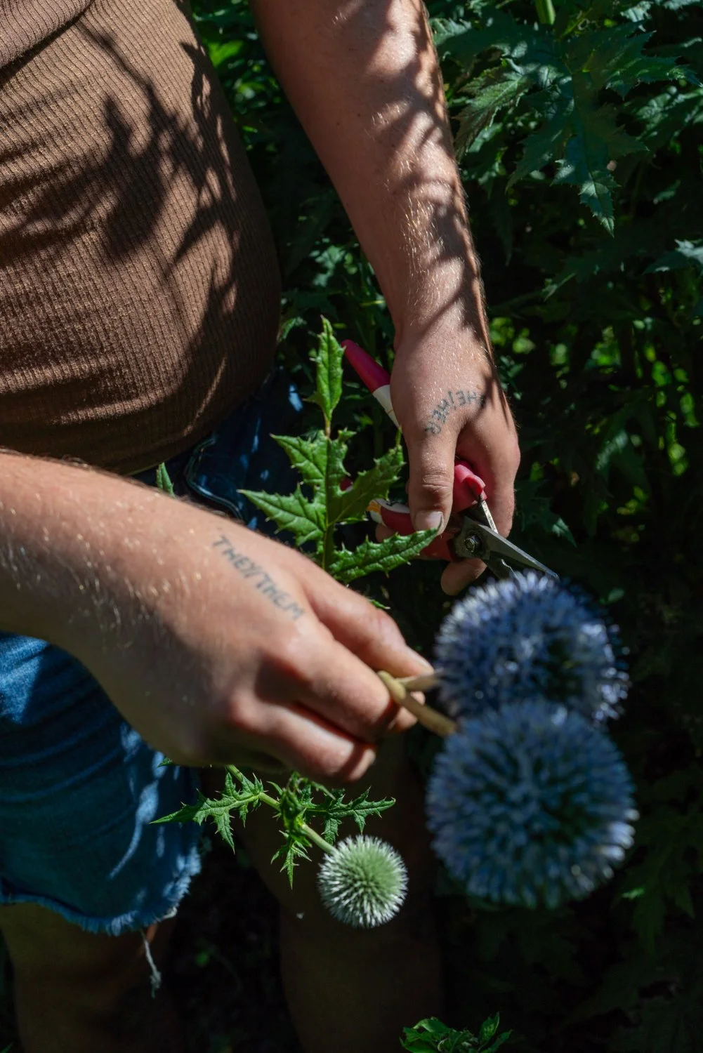 Pronouns, Foxtrot Farm & Flowers (Stanfordville, NY)