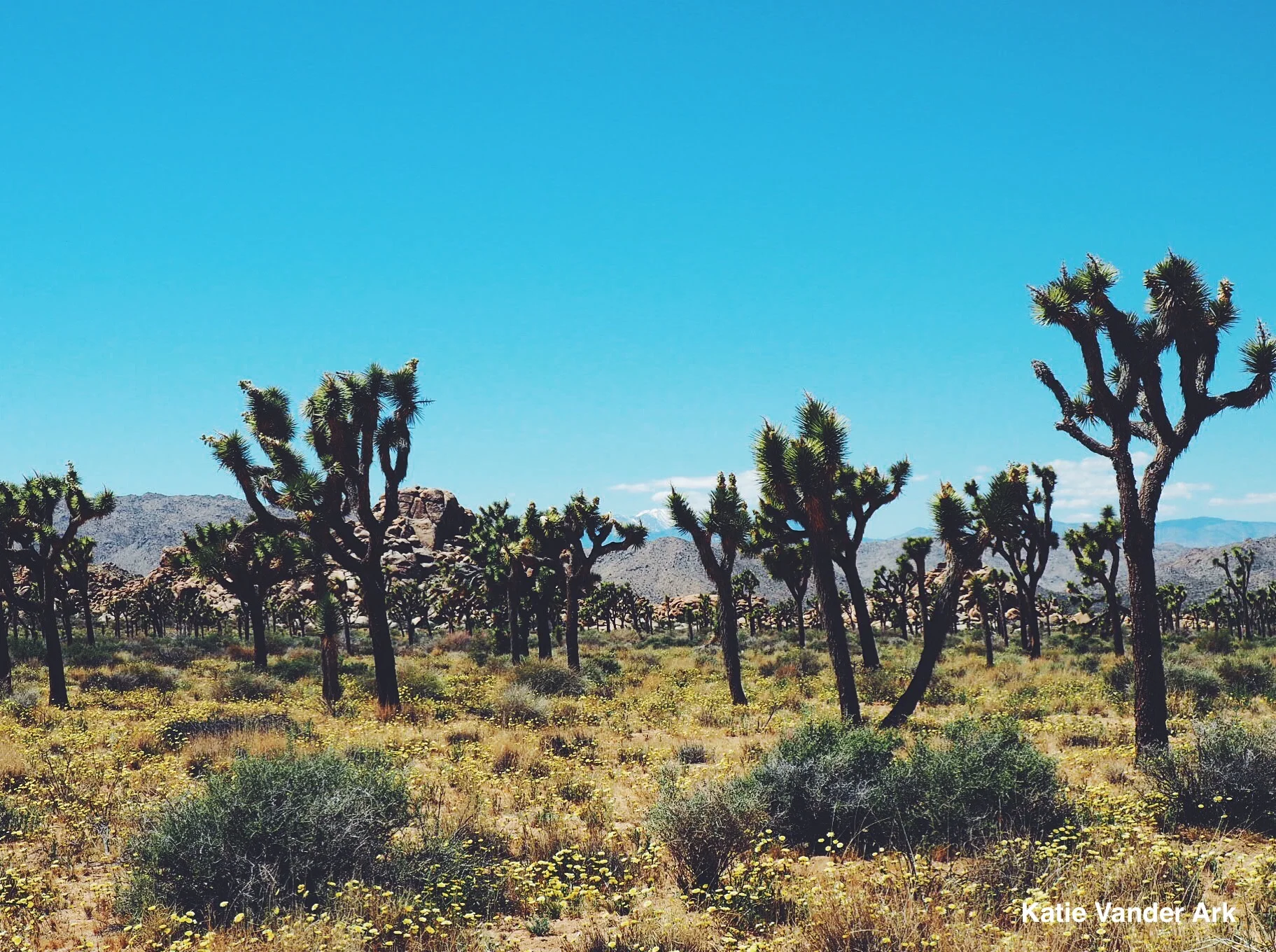 Joshua Trees.jpg