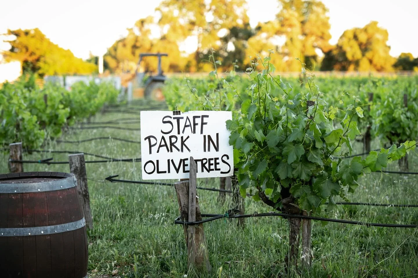 Parking in Napa Valley 🪧 

#kenvialephotography