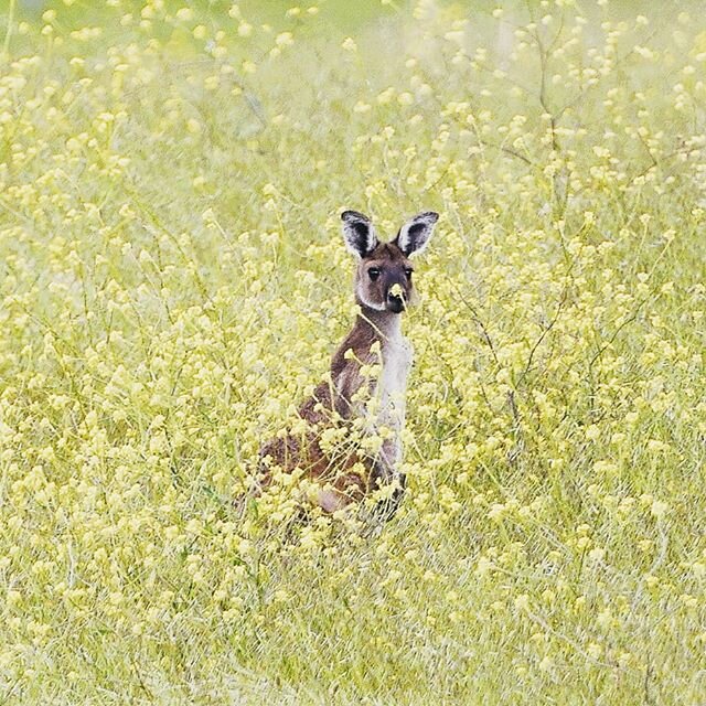 Booped by a flower.

#kangaroo #australianwildlife #southaustralia #sagreat #wildlifephotography #wildlife #seesouthaustralia #australia #exploreaustralia #secondvalley #fleurieupeninsula #fleurieu #heapsgood