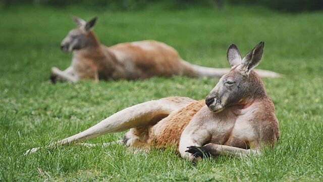 Just waiting for a mate.

#kangaroo #redkangaroo #australia #travelaustralia #clelandwildlifepark #australianwildlife #cleland #mtlofty #mountlofty #adelaidehills #southaustralia #adelaide #seesouthaustralia #sagreat #heapsgood
