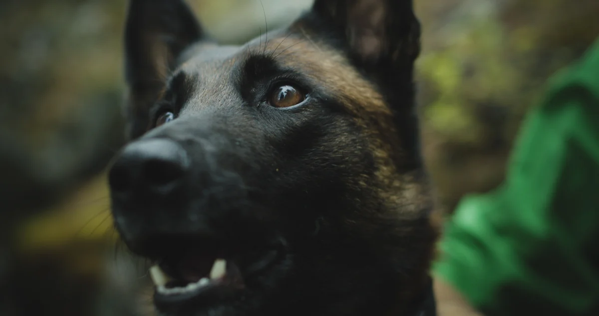 BC Search Dogs-5.jpg