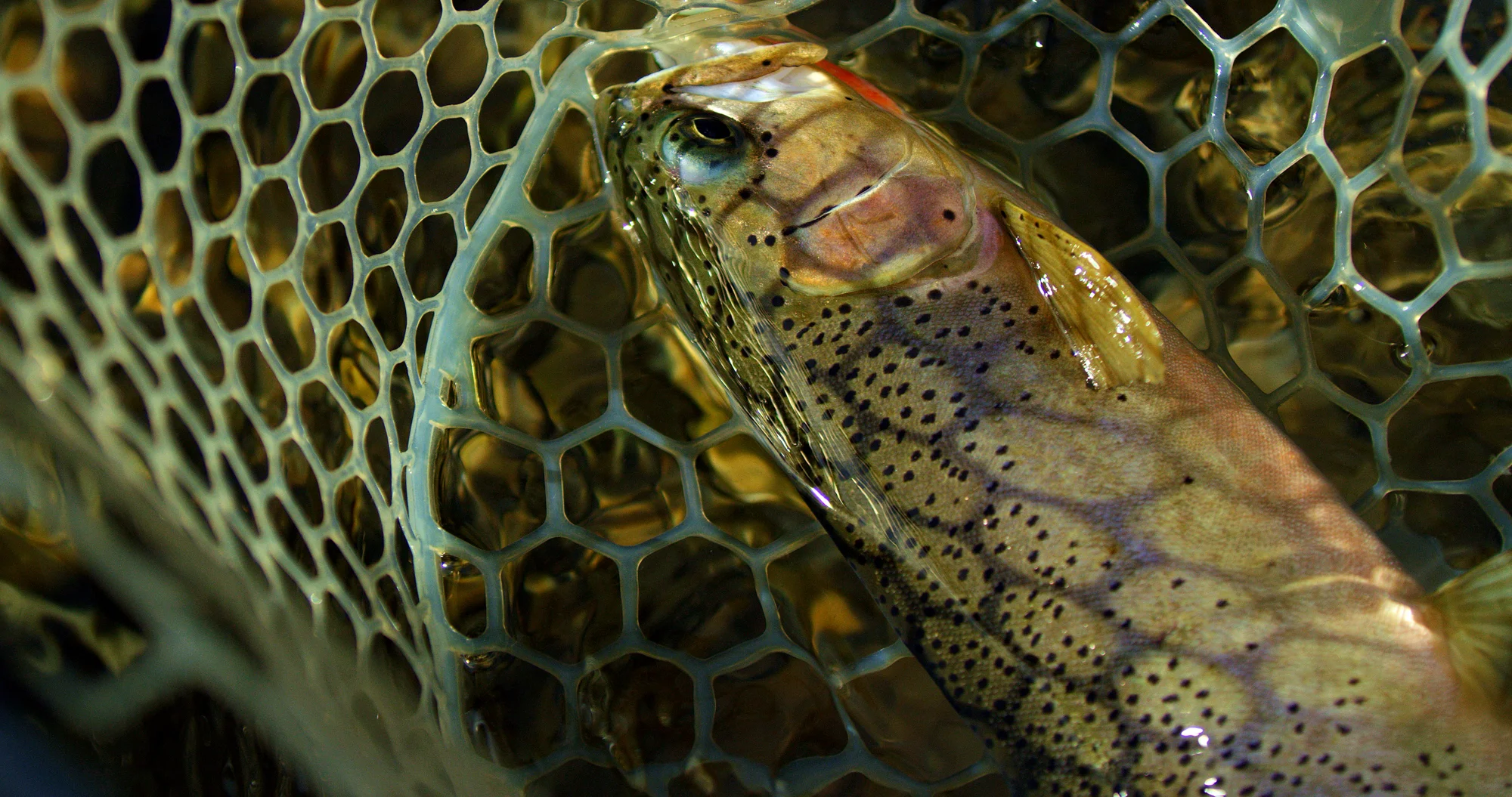 FISHING BC - KOOTENAY FLY SHOP-6.jpg