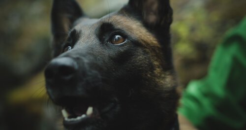 BC Search Dog Association