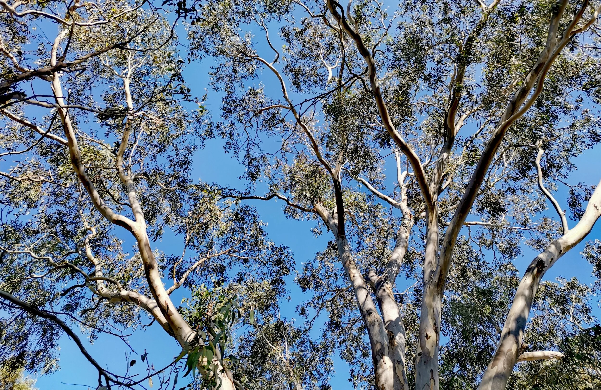 tree.jpg
