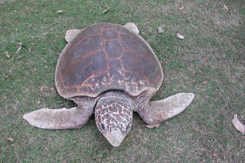 SEA TURTLE