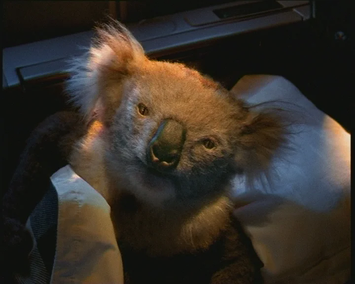 Koalas Studio Kite