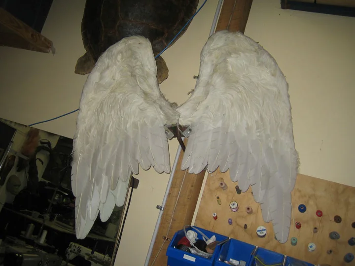 wings.jpg