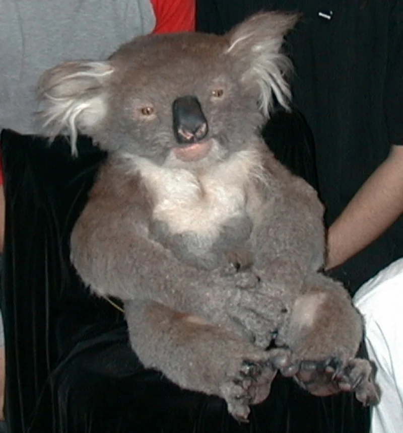 Koalas Studio Kite