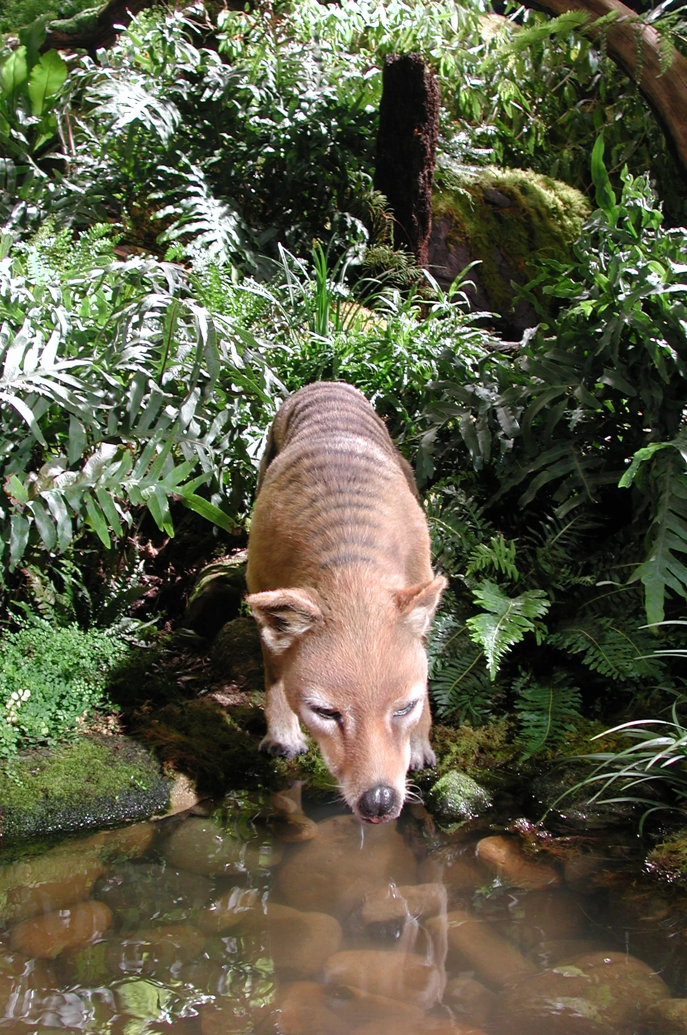 Casade Beer Tasmanian Tiger