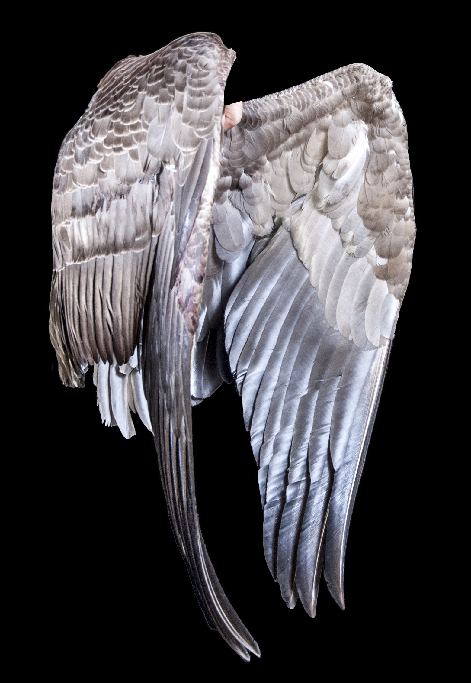 Canada goose wings are a great start for my angel. 